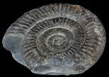 Dactylioceras Ammonite Fossil - England #52648-1